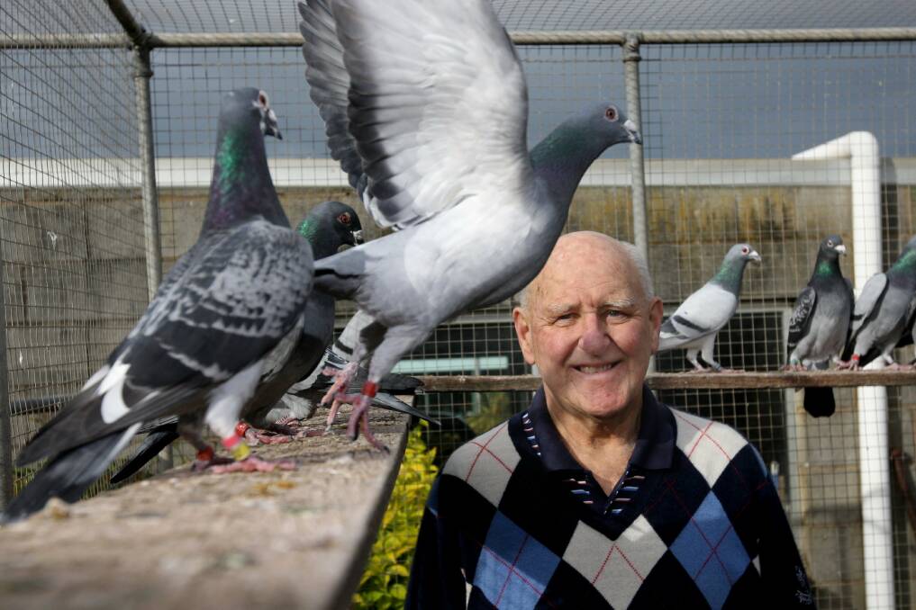 Warrnambool Pigeon Racing Club treasurer Graeme McLeod, 73, has been racing birds for 53 years.  Picture: AARON SAWALL