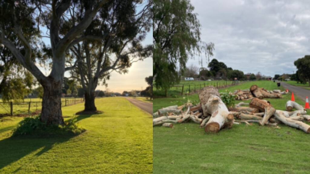 A before and after shot showing the two large gum trees and the aftermath when they were chainsawed.