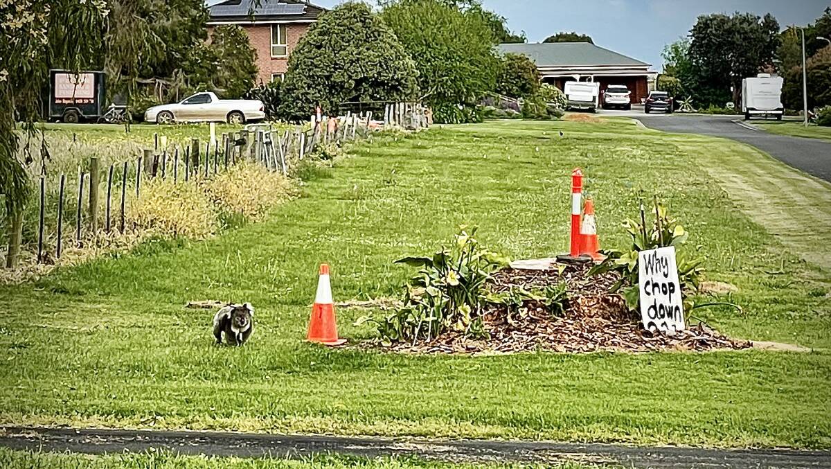 The koala wanders around the stumps of the two large gum trees removed from Clarke Street, Koroit.