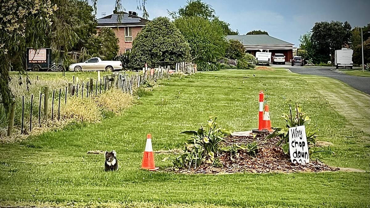 A disorientated koala was found beside the stumps of two river red gums that were controversially removed by a developer in Clarke Street, Koroit.