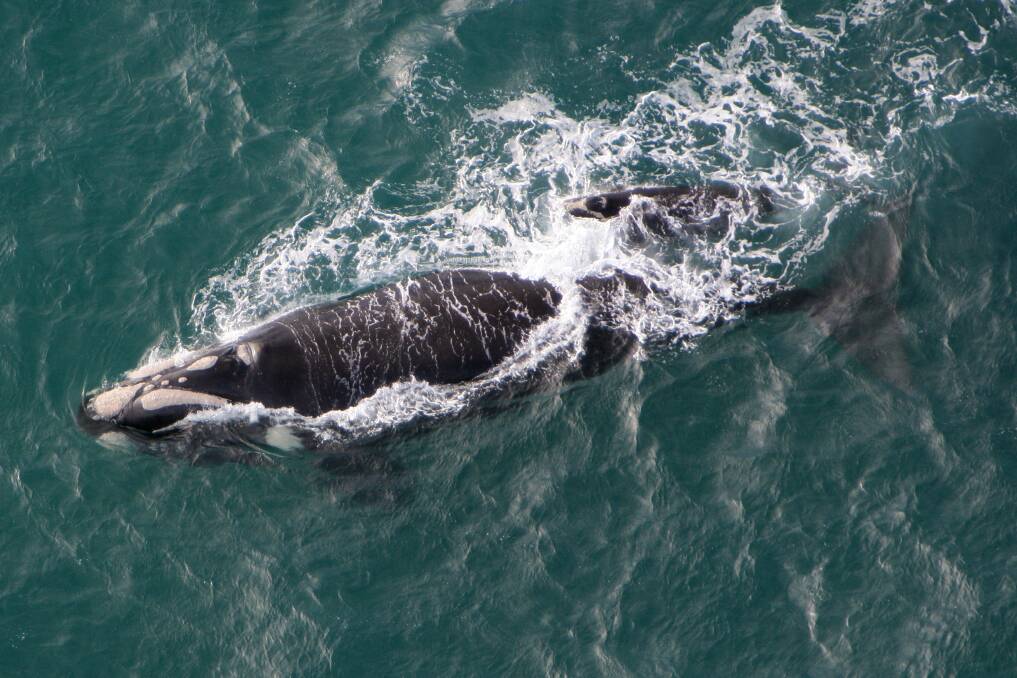 Southern Right Whales are expected to arrive in Warrnambool within weeks.