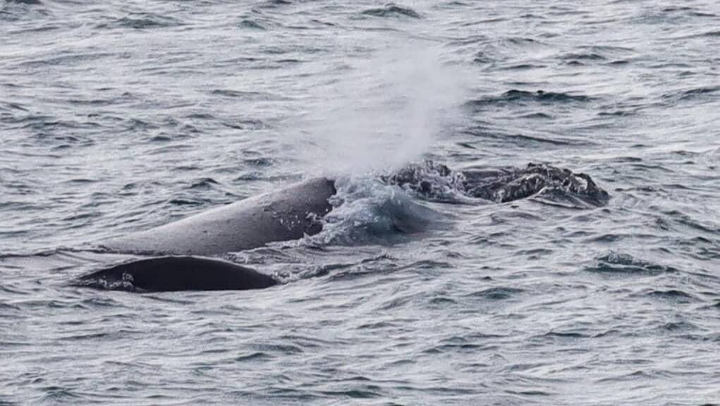 WELCOME: Portland locals eagerly snapped photos of the first southern right whale calf seen in Victoria this season. Researchers from DELWP's southern right whale program expect the calf and its mother to stick around until October. Picture: Allen McCauley 