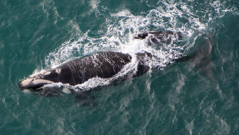Warrnambool's whale-watching season has ended with no calf-cow pairs sighted. 