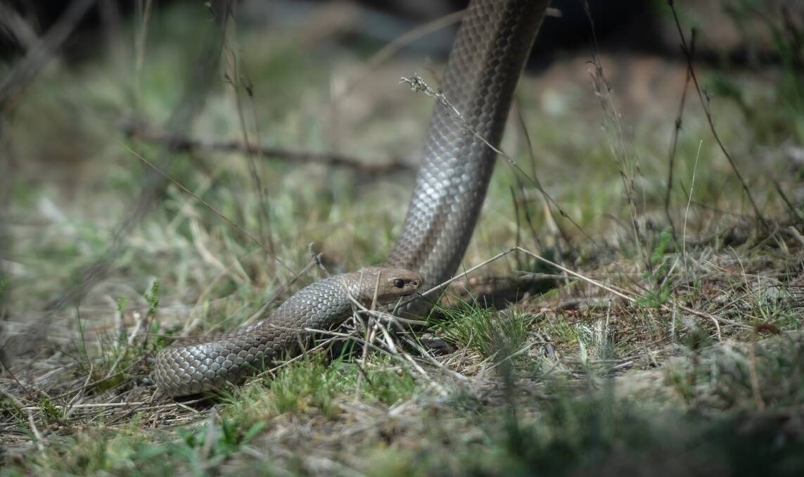 A picture of a brown snake. It is the season for the reptile in south-west Victoria. Picture file