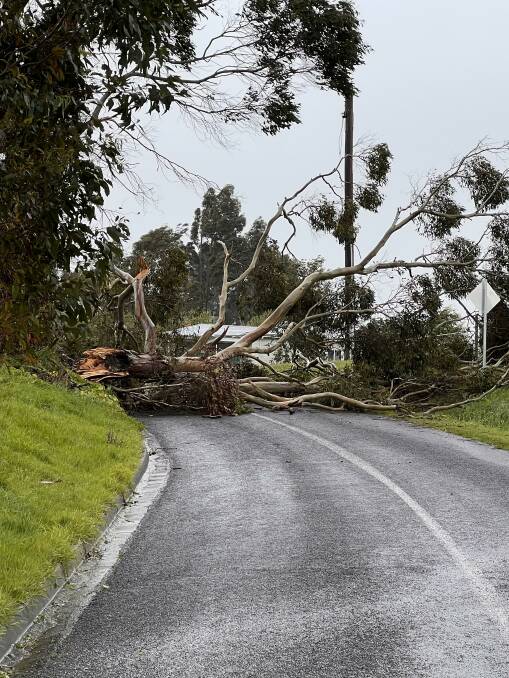 A tree is blocking a road in Timboon.