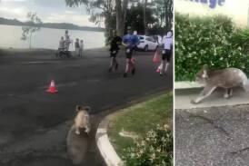 A koala makes last-minute entry into this year's Ironman Australia Triathlon. Picture: Jason Hannah/Facebook