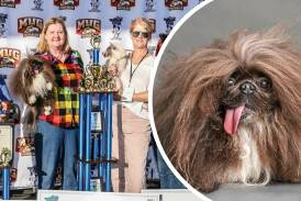 Meet the world's ugliest dog eight-year-old Pekingese Wild Thang. Picture by Sonoma Marin Fair
