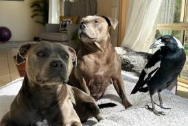Molly the magpie reunited with staffy friends Peggy and Ruby. Picture Facebook/Peggy and Molly