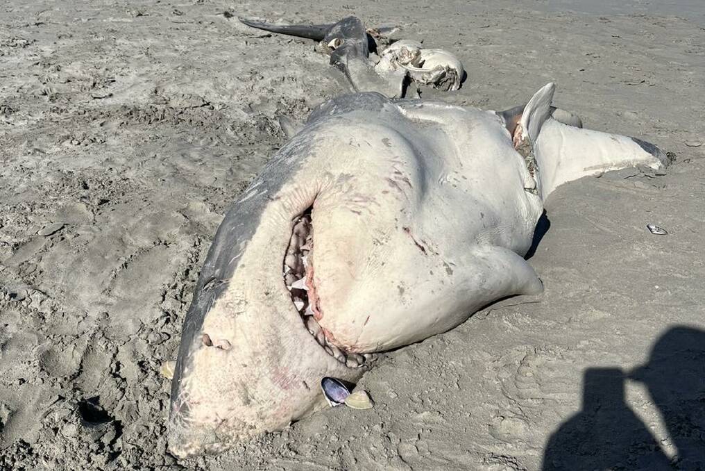 The large shark was only partially intact by the time it was discovered on October 17. Picture supplied by Portland Bait and Tackle