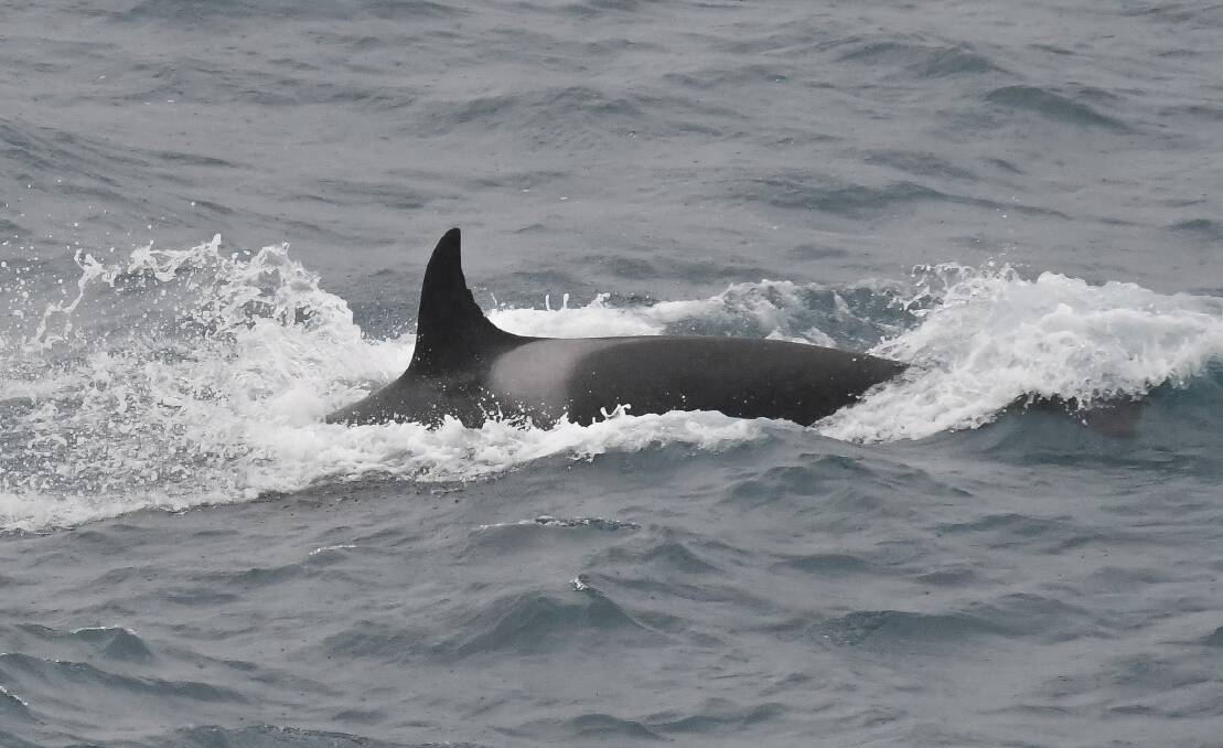 An orca's fin breaches the water. Picture supplied by Michelle Holcombe