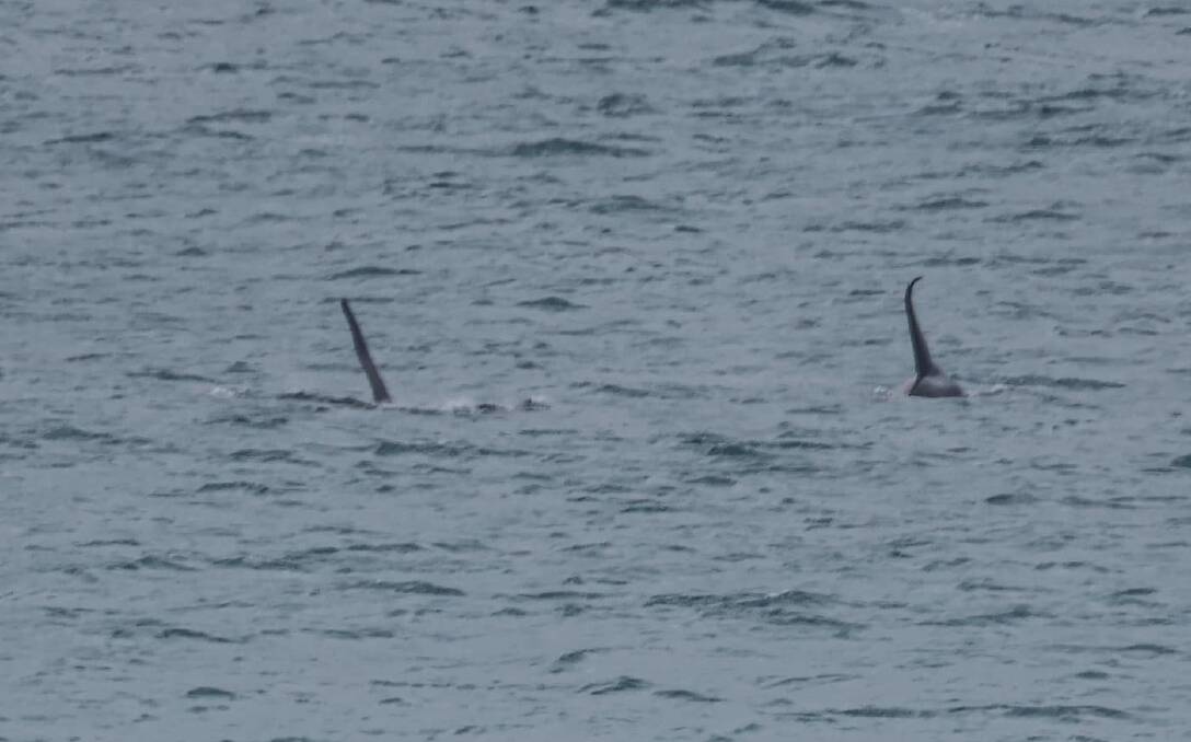 Well-known males Bent Tip and Ripple headed a pod of up to seven orcas as they passed through the region. Picture supplied by Allen McCauley