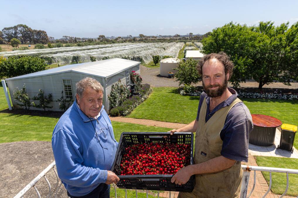Koroit Cherry Farm owner Neville Guthridge with orchard manager Jordan O'Keefe. Pictures by Eddie Guerrero