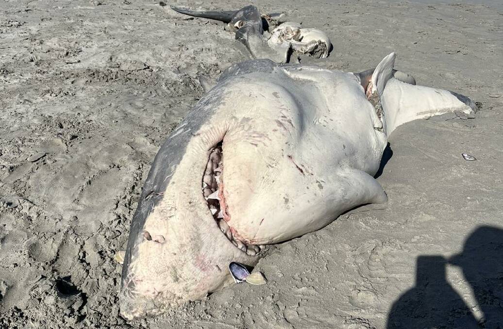 The large shark was only partially intact by the time it was discovered on October 17. Picture supplied by Portland Bait and Tackle