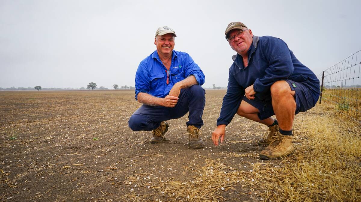 Nhill growers Steven Pilgrim and Rodney Bound are fighting to control a snail population that is infesting their paddocks and grain. Picture by Rachel Simmonds