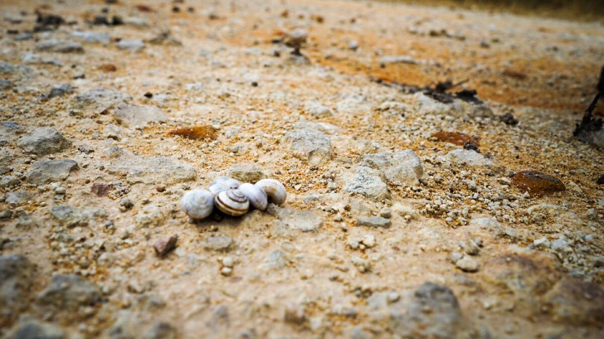 Nhill farmers' properties are on limestone roads that the Cernuella spp, a common white snail, prefer because of its calcium content. Picture by Rachel Simmonds