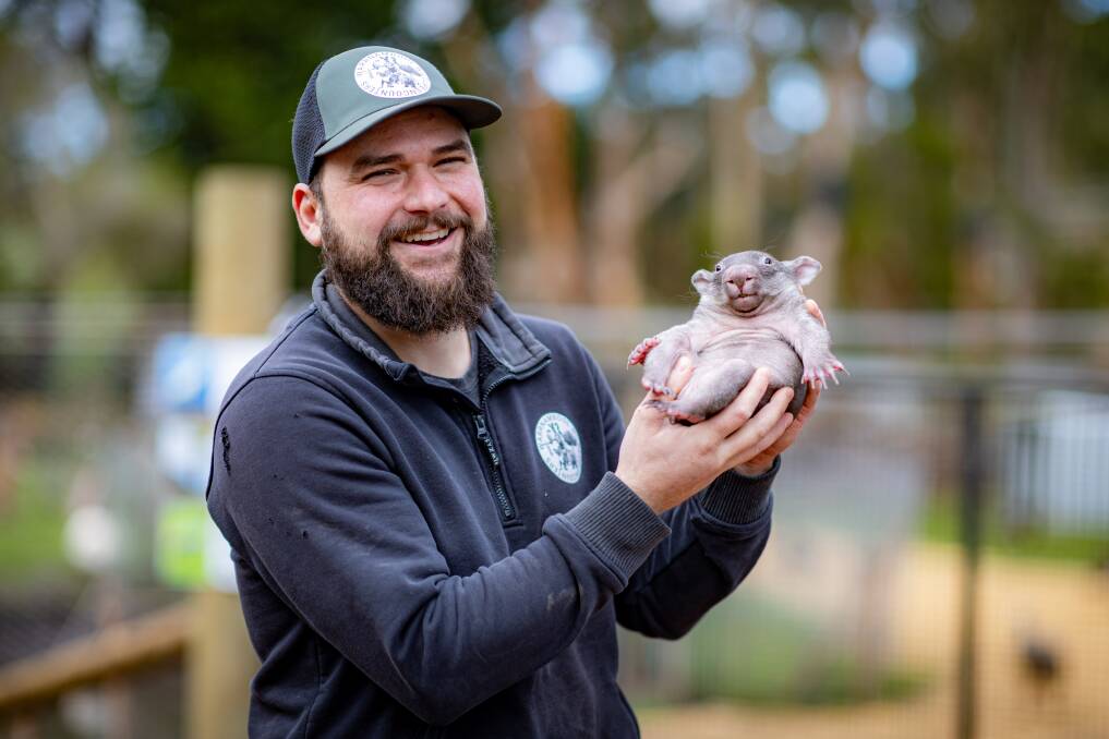 Warrnambool Wildlife Encounters owner, Joshua Hurley holds the new baby wombat. Picture by Eddie Guerrero