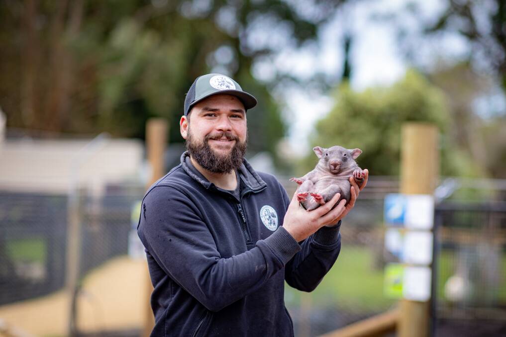 Warrnambool Wildlife Encounters owner Joshua Hurley with the new baby wombat. Picture by Eddie Guerrero