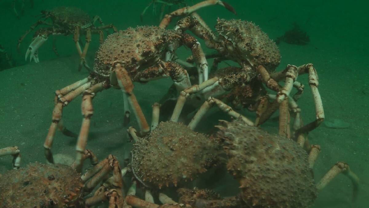  Spider crabs on ocean floor. Picture by Mark Thomas
