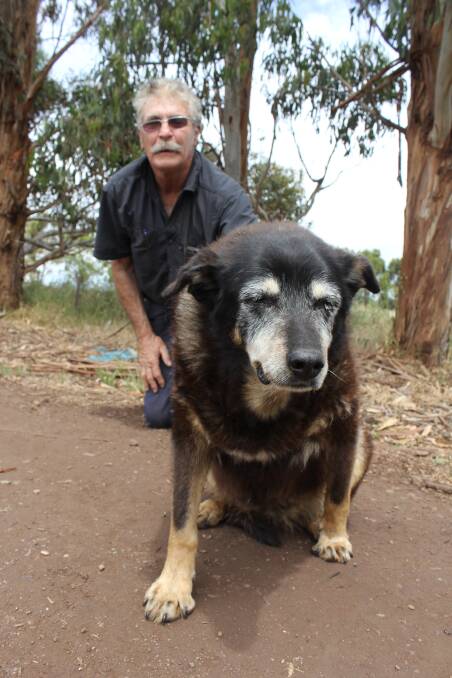 Maggie the kelpie, believed to be the world's oldest dog, has died peacefully at Woolsthorpe. 