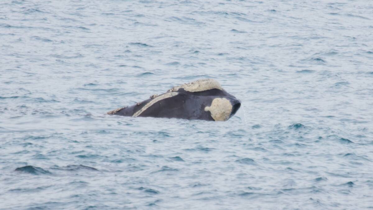 The two Southern Right Whales put on a show for those who braved the cool weather. Pictures supplied
