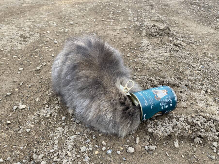 The cat had its head stuck in a tin of cat food, which was amongst the dumped rubbish. Picture supplied