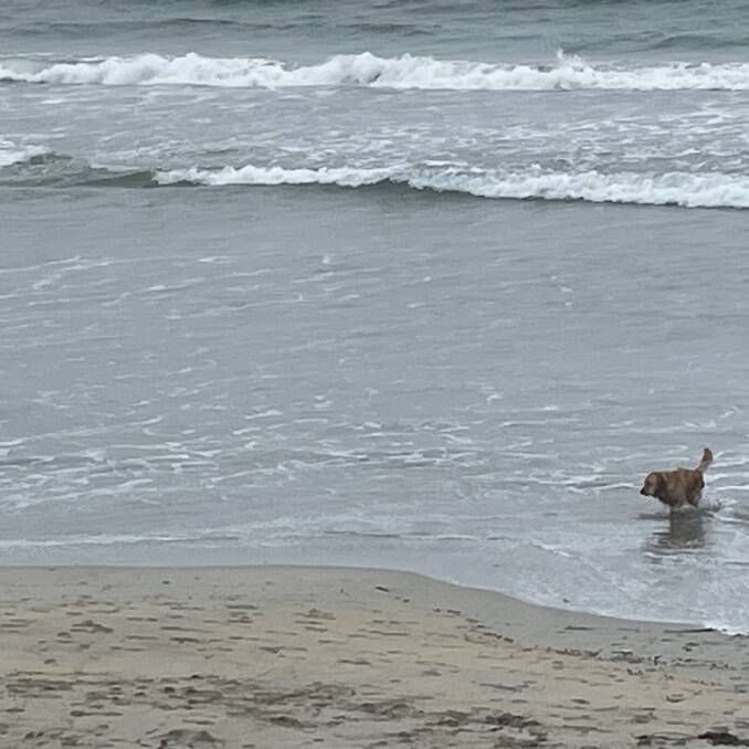 A dog owner took her pet for a dip at Warrnambool's main beach on Tuesday morning. There were a number of people flouting the rules when The Standard took this photo.