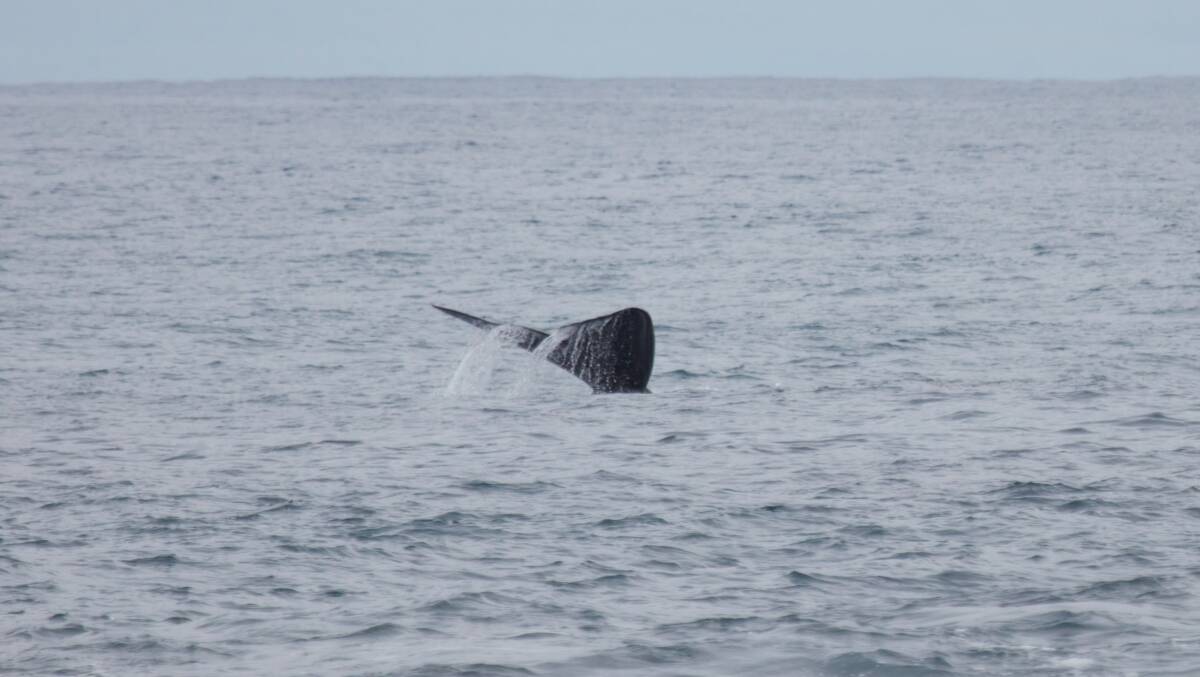 The two Southern Right Whales are believed to be the first to arrive in the city for 2024.