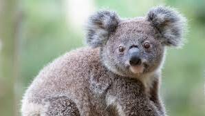 'What sort of person does that?': Man jailed for running down koala