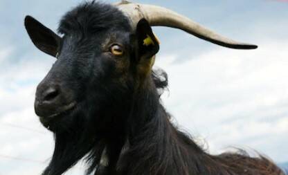 Escapee billy goat arrested - no kidding - and returned home after shocking residents
