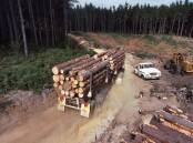 The native forest logging industry has cost Tasmania's economy more than $1.3 billion. Picture Shutterstock