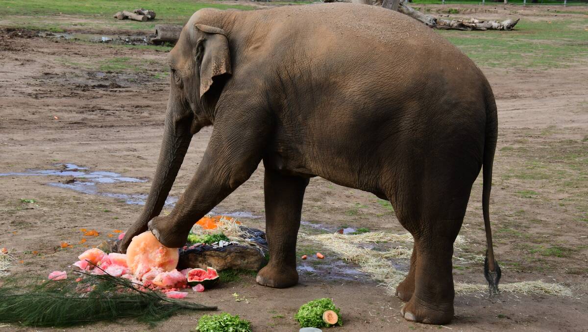 Taronga Western Plains Zoo celebrates World Elephant Day in Dubbo | The ...