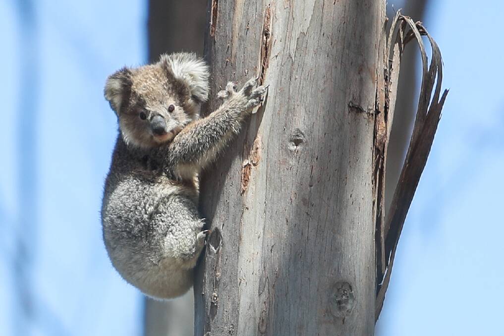 Threatened: A situation in the city's north where council was scheduled to remove 21 blue gum trees on Monday, has helped highlight the lack of koala habitat in the city. Picture: Morgan Hancock 