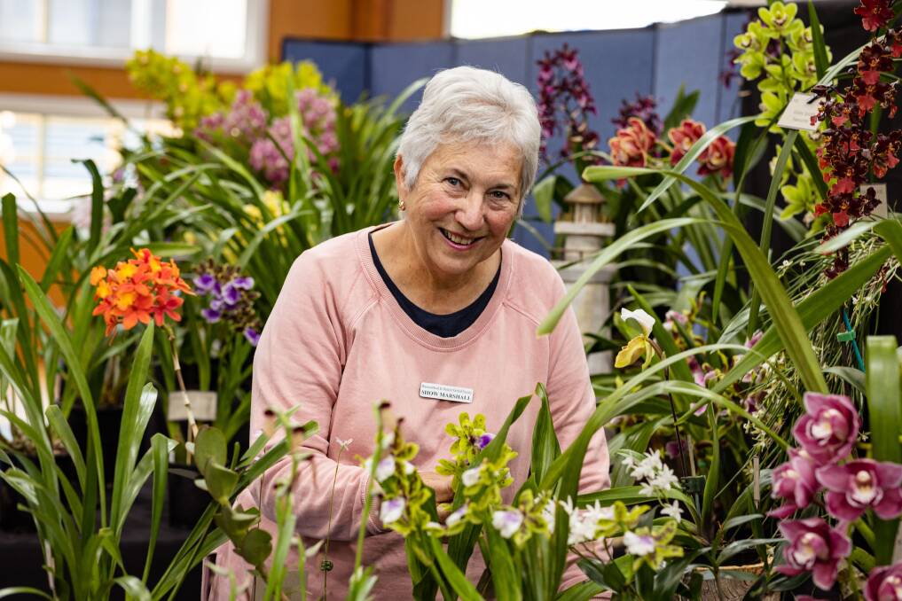 Warrnambool and District Orchid Show committee member Sandra Dunn gets in among the blooms ahead of this weekend's event. Picture by Sean McKenna. 