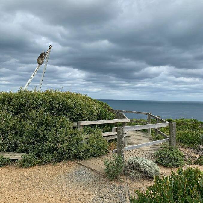 STUCK: A koala was located at the top of a timber beam at Warrnambool's Thunder Point last week. It has renewed a plea for the city's council to reconsider its green plan and create more green connections. Picture: Donna Fairweather