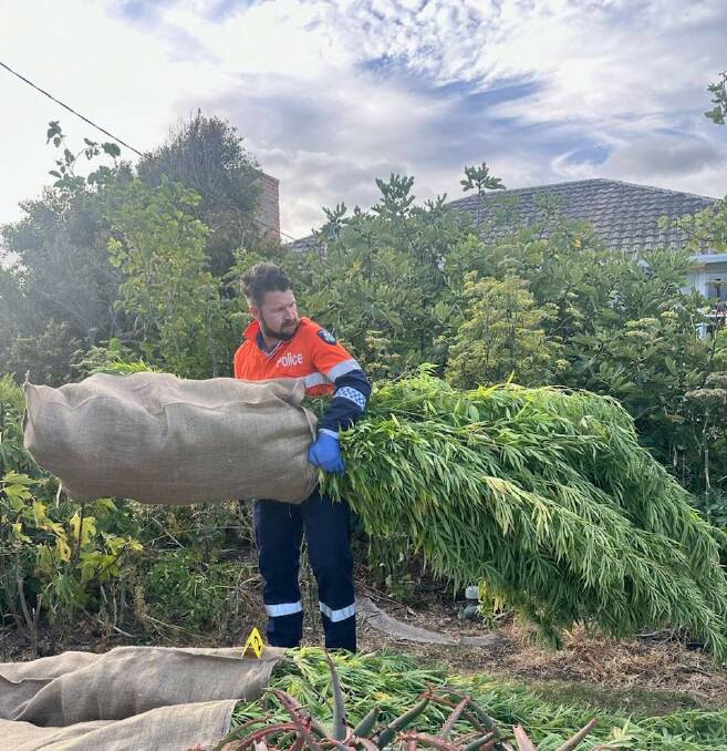Portland police Detective Senior Constable Aaron Elford loads cannabis plants into a tandem trailer during February 2024. Pictures Supplied