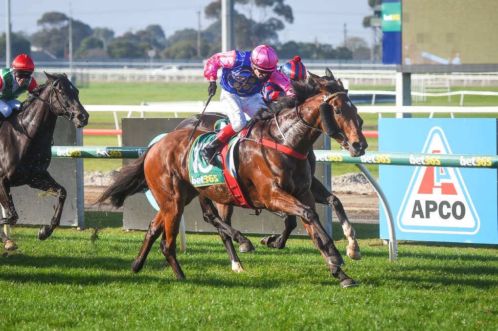 Magnetic Prince, ridden by Dean Yendall, on track in Geelong during a race in 2023. Picture by Reg Ryan/Racing Photos 