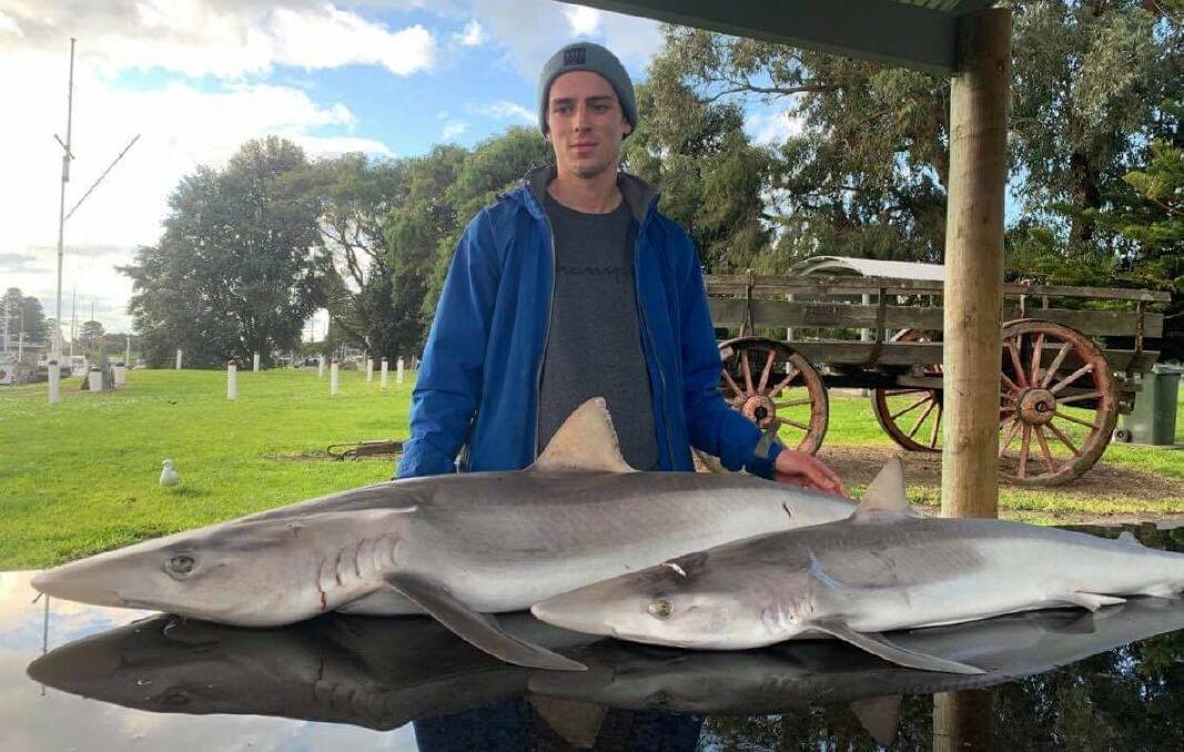 EFFORT: Allistar Bourke with a pair of school shark he caught this past week. There was plenty of action, especially offshore. Pictures: SUPPLIED