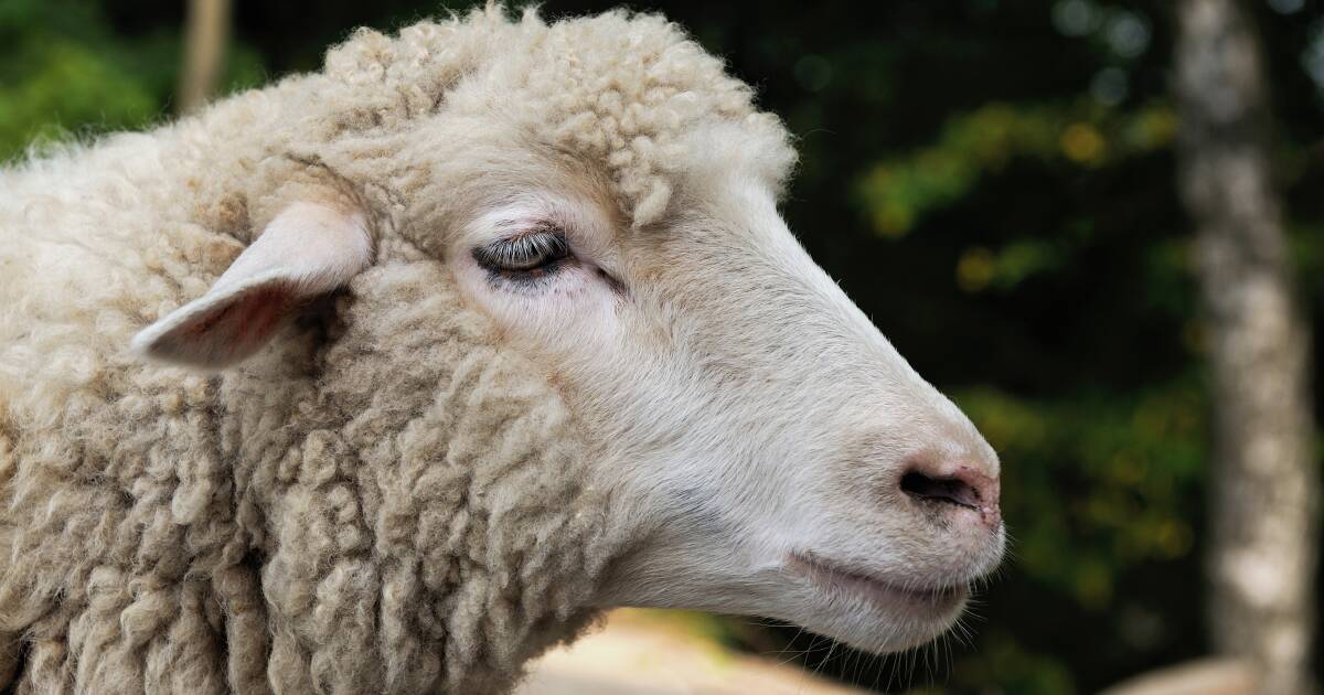 Hamilton sheep & lamb report, June 5 | The Standard | Warrnambool, VIC