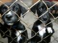 Council to run Warrnambool animal shelter, for now