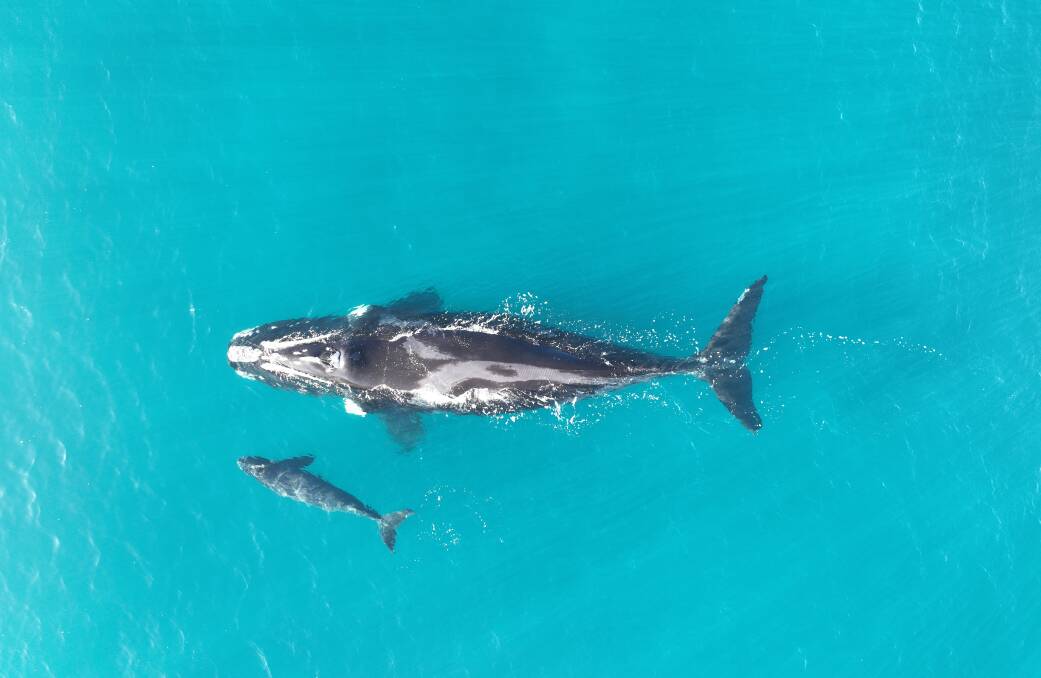 Wilma is a mum again with a new calf born at the Head of Bight. Curtin University's Great Australian Bight Right Whale Study. Image taken under permit number M26085-12 