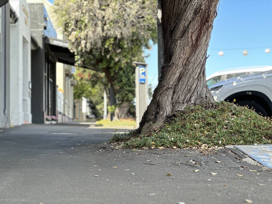 Should the Kepler Street trees go? Council wants to know what you think?