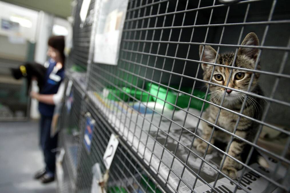 The city's animal shelter is earmarked for an upgrade but work is yet to start. Picture file