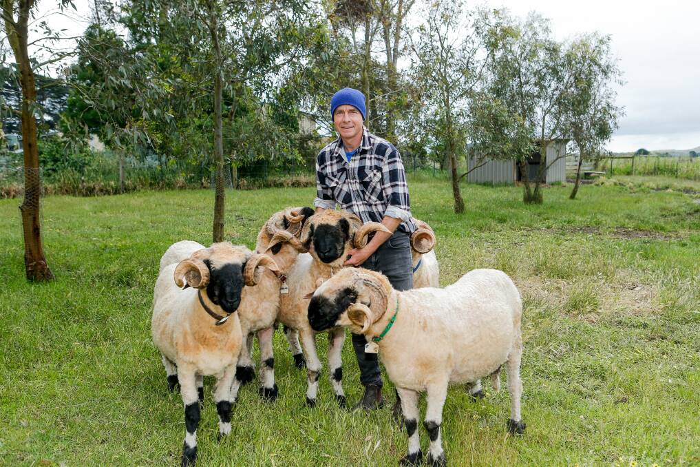 Tony Urek with the Valais blacknose sheep. Picture by Anthony Brady