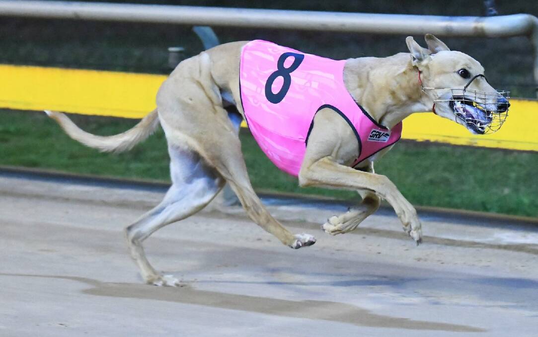 TOUGH RUN: Warrnambool-trained Crimson Vixen encountered trouble and was unable to score a place in the Warrnambool Cup final. Picture: GRV