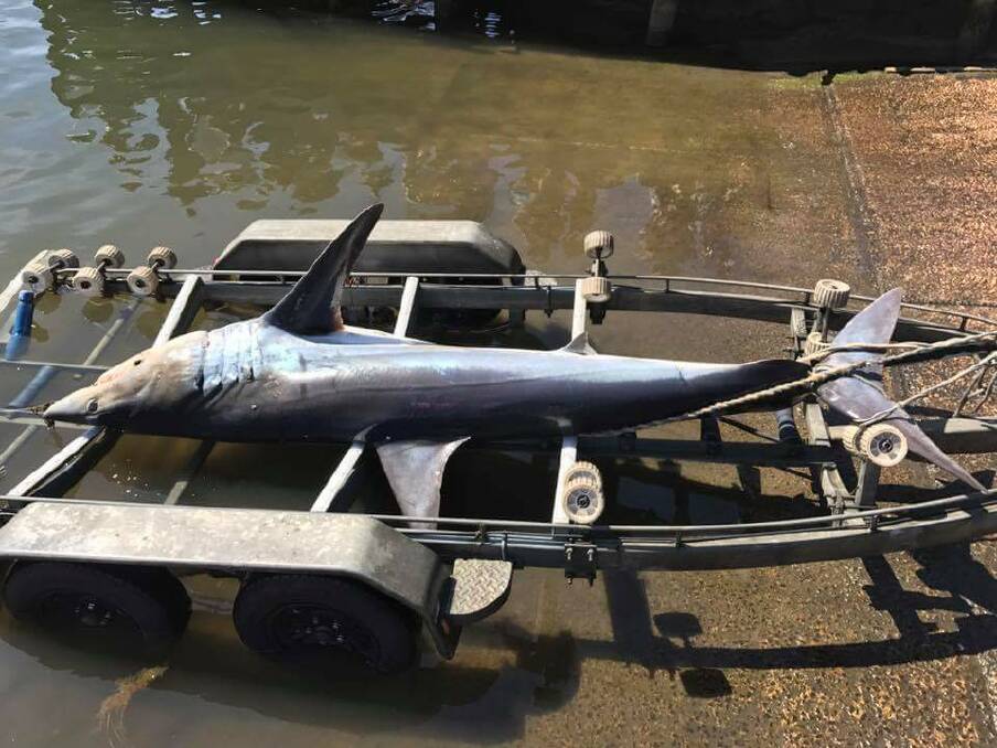 Trophy: Melbourne mates had to transport their catch by boat trailer on Wednesday after catching the region's biggest mako shark at 3.2 metres long. Picture: supplied