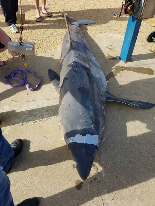 SHARK: Onlookers at Warrnambool's weighing area caught a glimpse of the region's largest mako shark, weighing in at 291.8 kilmograms. Picture: supplied