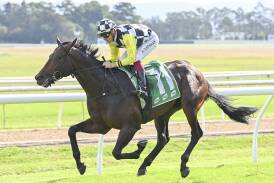 Zerkhan is tipped to win Race 7, the TAB Handicap over 1800 metres, at Kensington on Wednesday. Pictures Bradley Photos