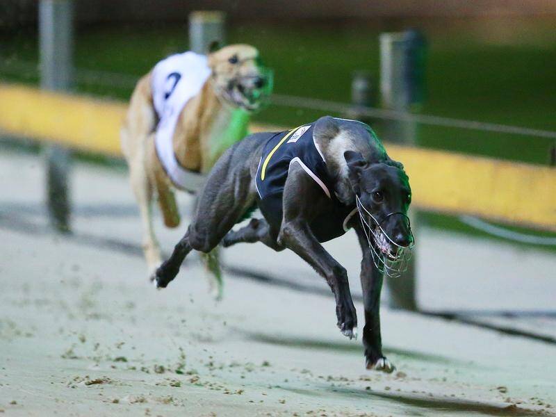 A greyhound investigation will not be limited by a decision not to ban racing, a minister says. (David Moir/AAP PHOTOS)