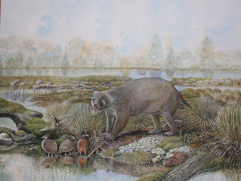 Remains of an early ancestor of the wombat that lived about 25 million years ago have been found. (PR HANDOUT IMAGE PHOTO)