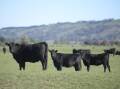 Cattle producers argue their grazing methods are at odds with the EU's definition of deforestation. (Lukas Coch/AAP PHOTOS)